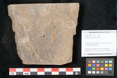 Foto (Objekt + Etikett) von Jordania moravica Helmh. (NHMW-GEO-2024-0188-11137)